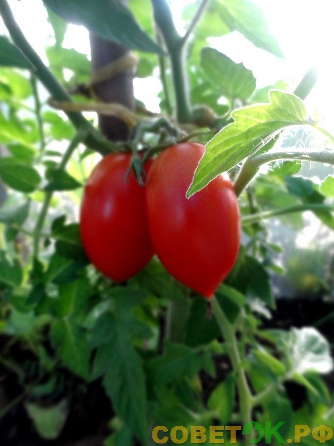 7 pomidory polnoe rukovodstvo po vyrashchivaniyu