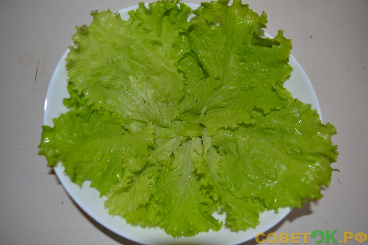 7 На дно миски ровным слоем выложить свежие листья салата
