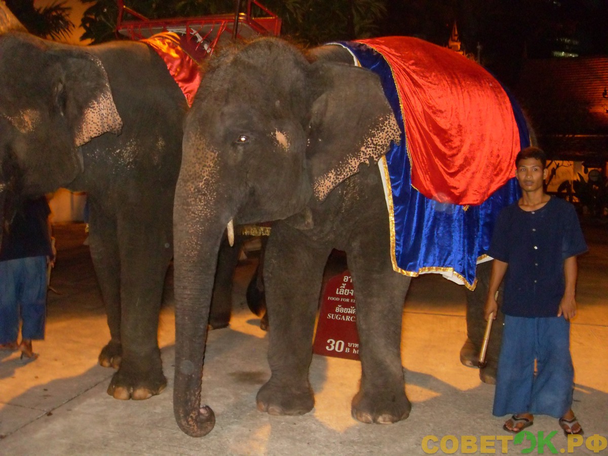 11 Excursions in Thailand представление со слонами