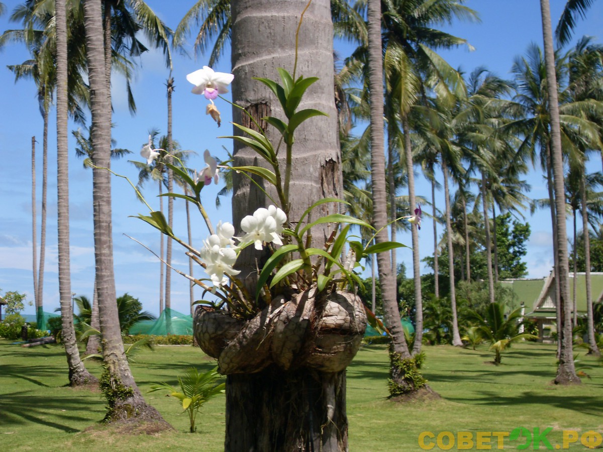 20 пальмы с орхидеями в Поттайе