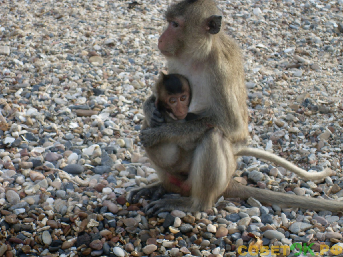 5 Excursions in Thailand обезьяны