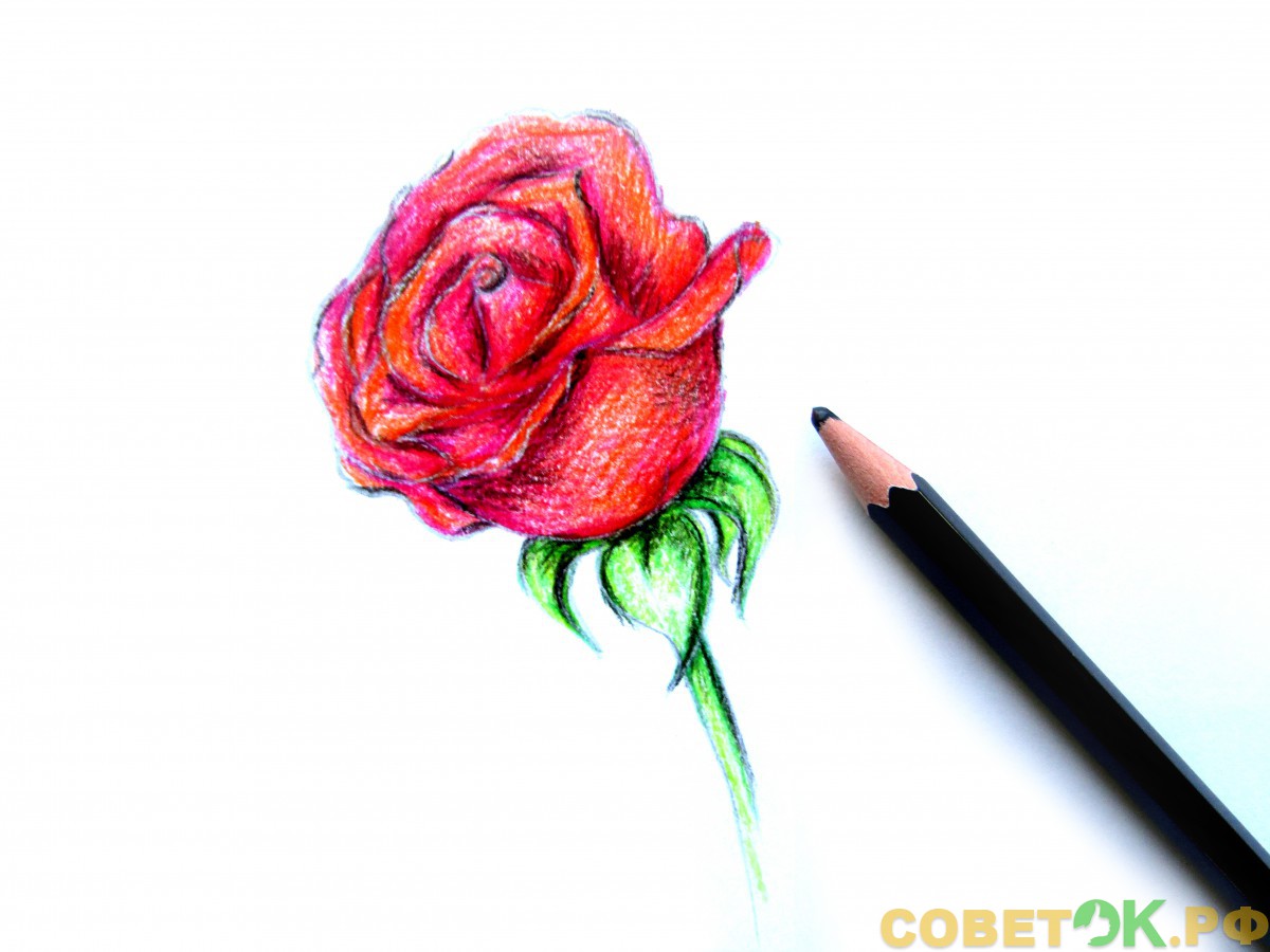 11 используем черный карандаш, которым получим тень на бутоне розы