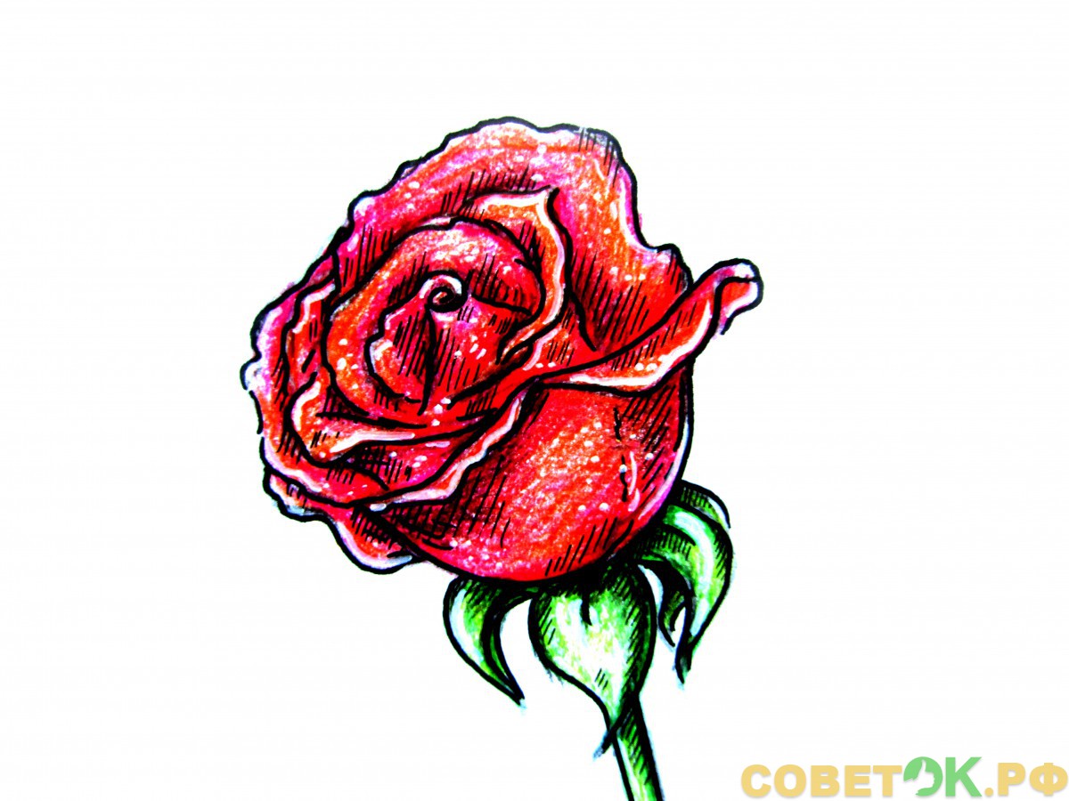 14 Как поэтапно нарисовать розу цветным карандашом
