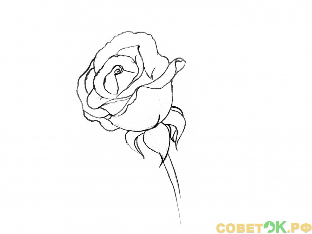 6  детально вырисовываем каждый лепесток в бутоне розы