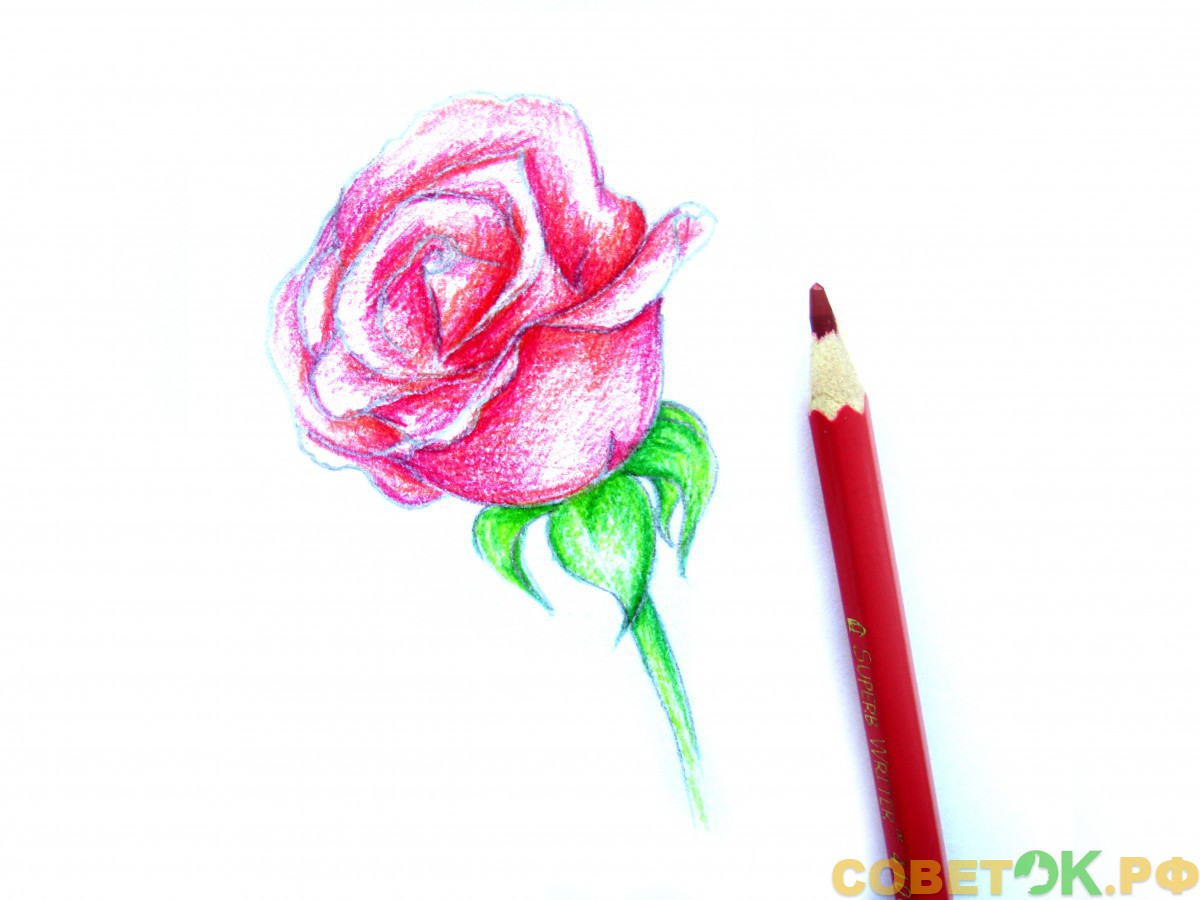 9 Темно-розовым карандашом пройдемся по лепесткам розы