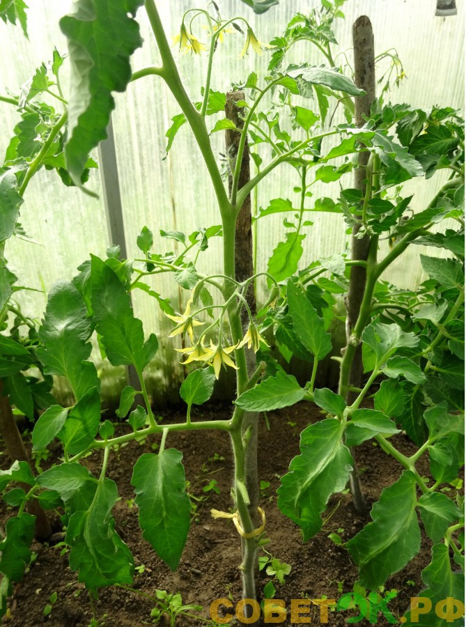 5 pomidory Высадка на постоянное место