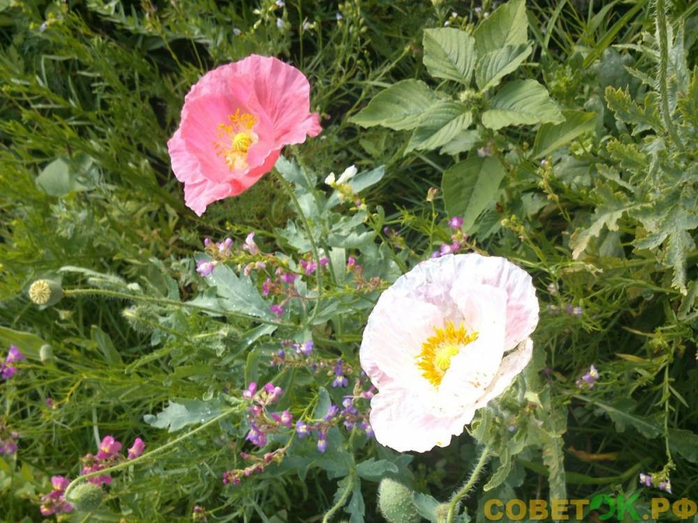 Мак самосейка: полевой цветок в ландшафте сада