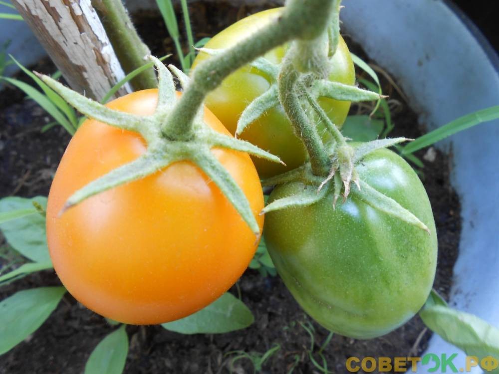 Помидоры: универсальное органоминеральное удобрения для подкормки томатов