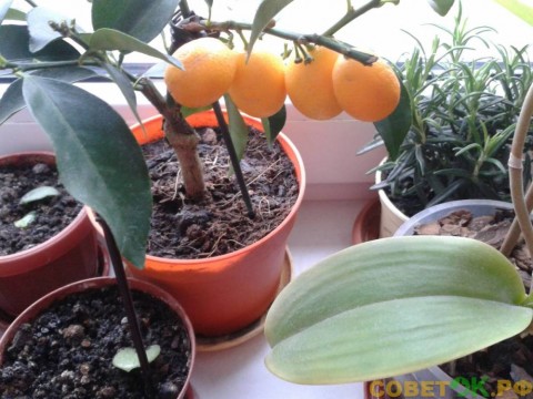 Кумкват: выращивание для домашней оранжереи