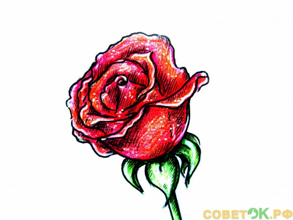 Как поэтапно нарисовать розу цветным карандашом