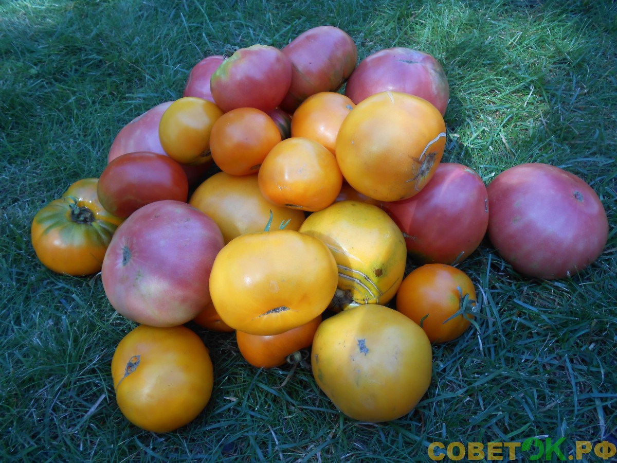 1  экологически чистый урожай томатов
