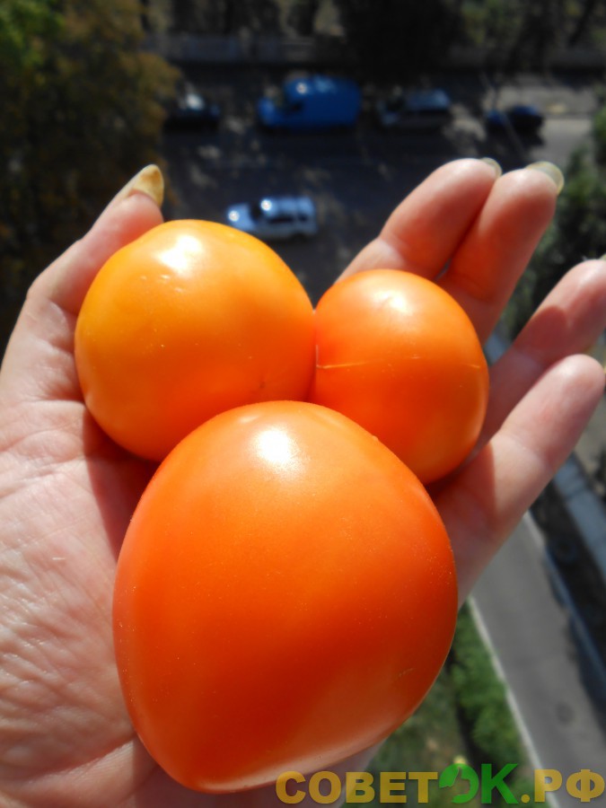 4 зрелые помидоры в руке