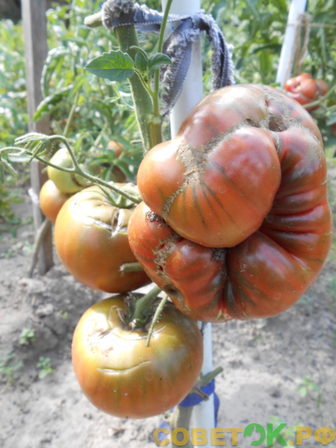 7 pomidory udobreniya dlya podkormki tomatov