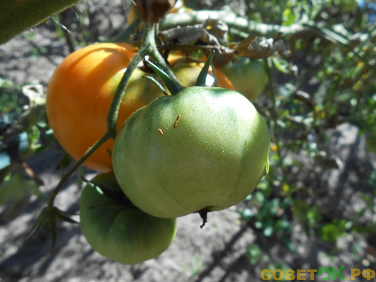 8 Помидоры: универсальное органоминеральное удобрения для подкормки томатов