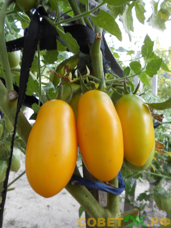 9 желтые томаты