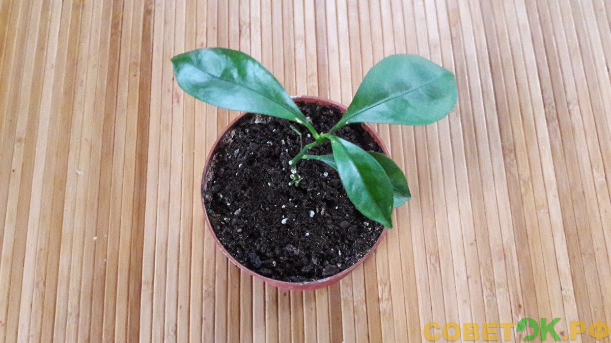 7 Кумкват: выращивание для домашней оранжереи